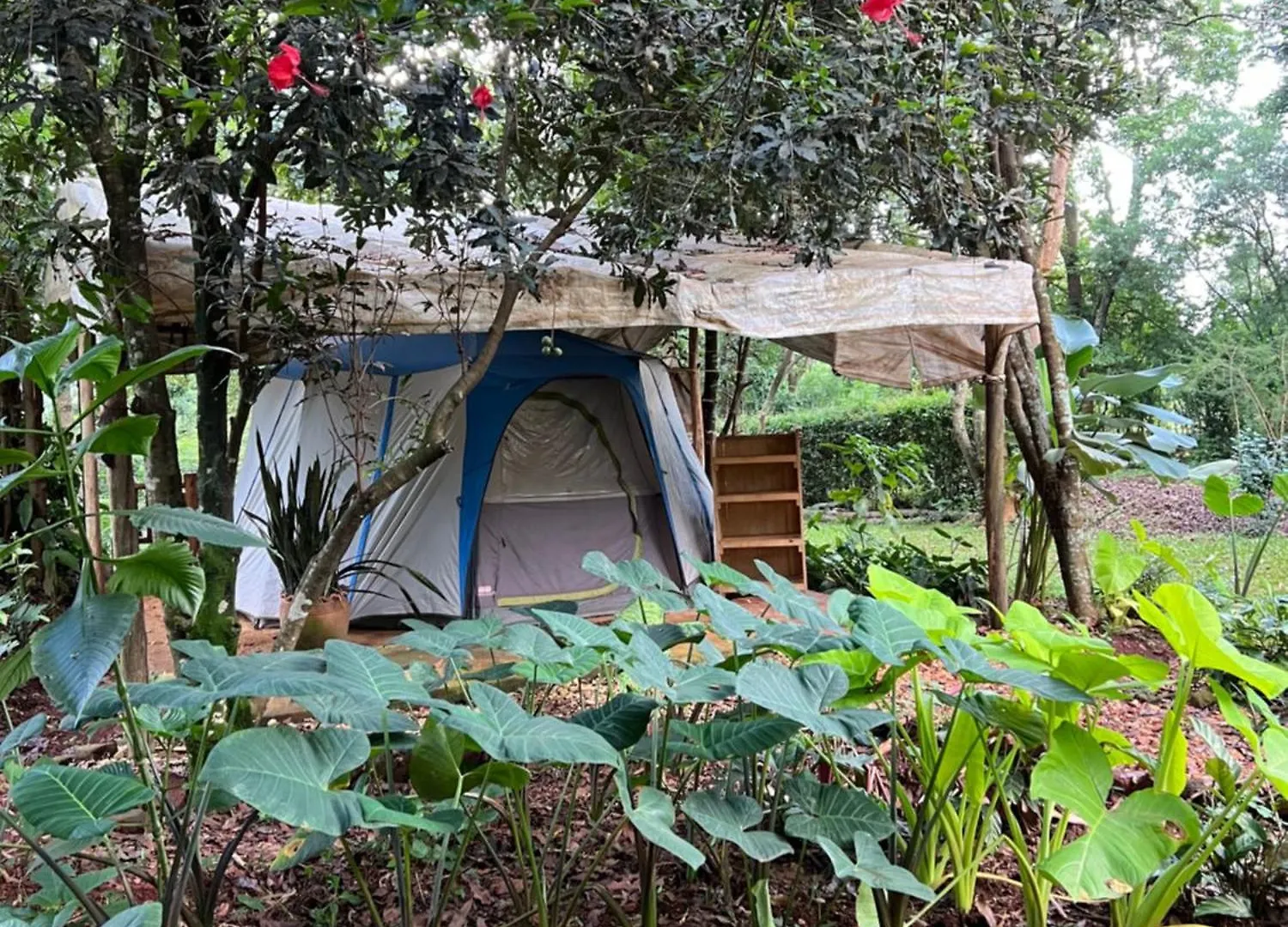 Campsite Jinja Jungle Hotel Uganda