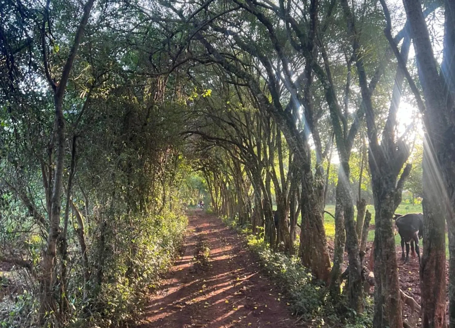 Jinja Jungle Hotel